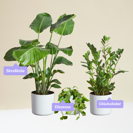 Easy-to-care Bundle - Strelitzie, Efeutute, Glücksfeder