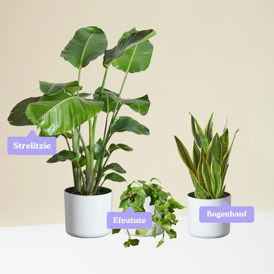 Easy-to-care Bundle - Strelitzie, Efeutute, Bogenhanf Laurentii