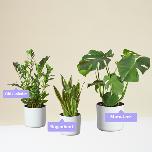 Easy-to-care Bundle - Glücksfeder, Monstera, Bogenhanf Laurentii