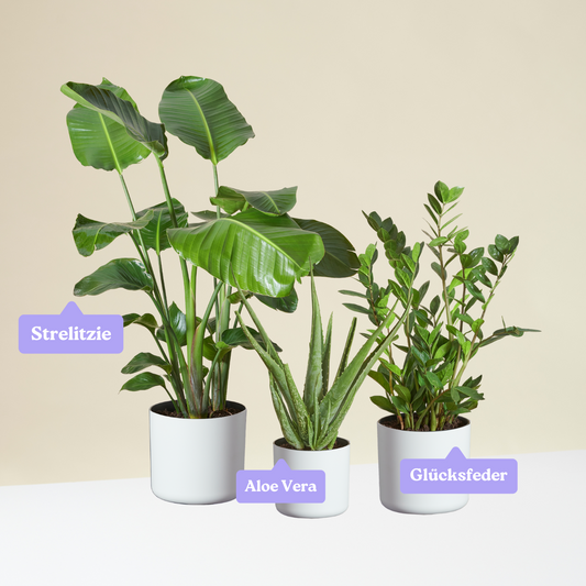 Easy-to-care Bundle - Strelitzie, Glücksfeder, Aloe Vera