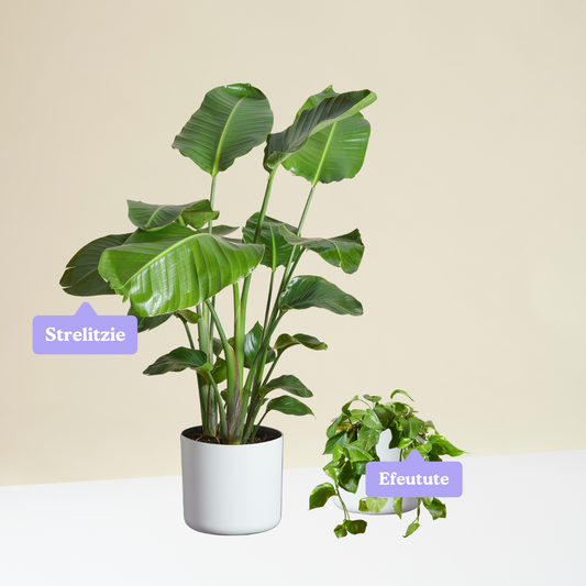 Easy-to-care Bundle - Strelitzie, Efeutute