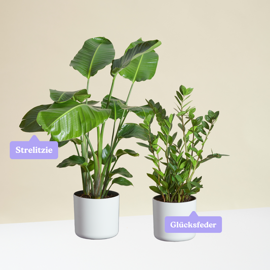 Easy-to-care Bundle - Strelitzie, Glücksfeder