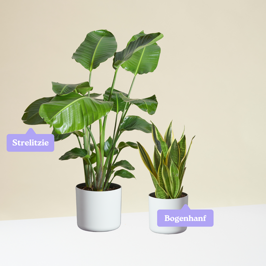 Easy-to-care Bundle - Strelitzie, Bogenhanf Laurentii