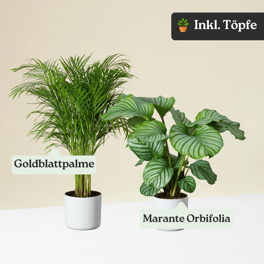 Tierfreundliches Bundle