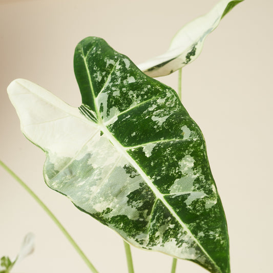 Alocasia Variegata 'Frydek'