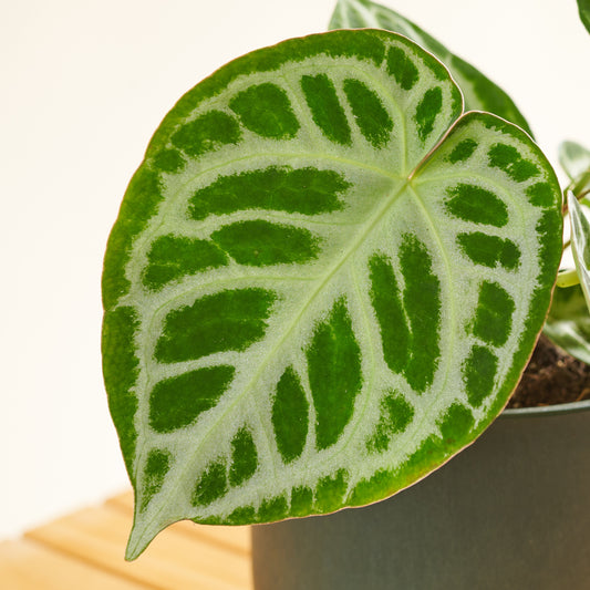 Anthurie 'silver blush'