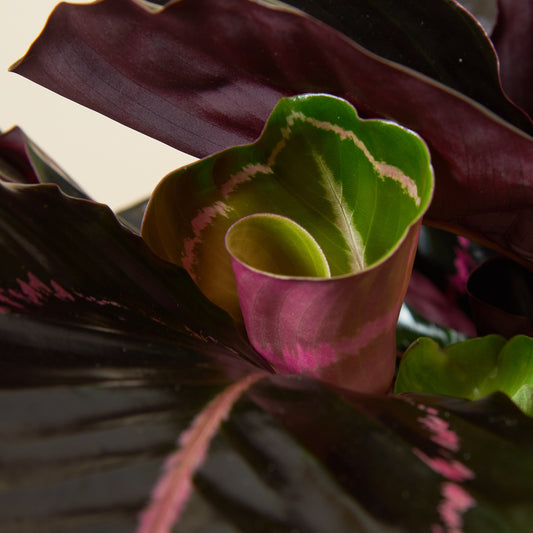 Korbmarante - Calathea 'Dottie'