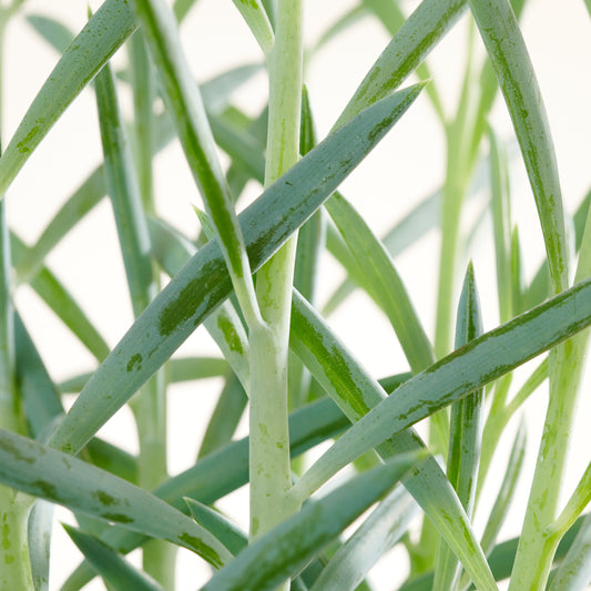 Senecio ficoides 'Mount Everest'