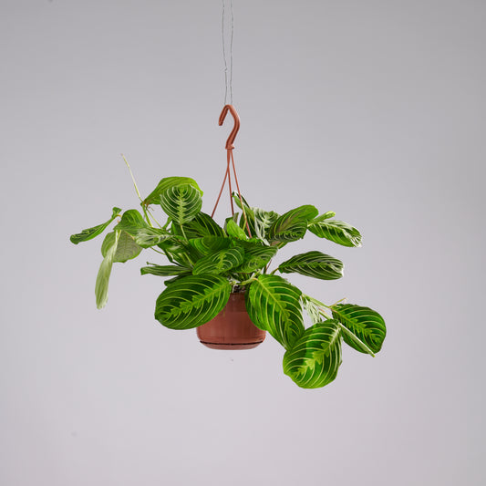 Marante 'lemon lime'