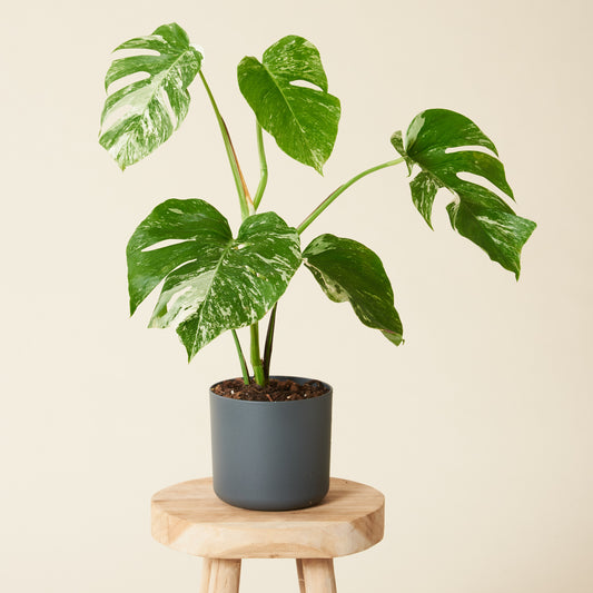 Monstera Variegata