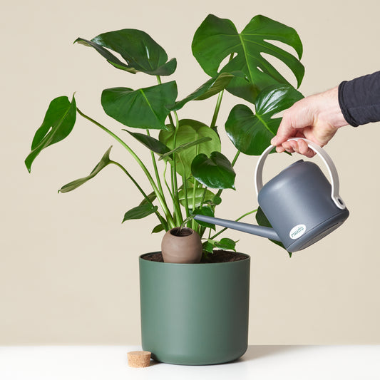 Gießautomatik 'Olla'