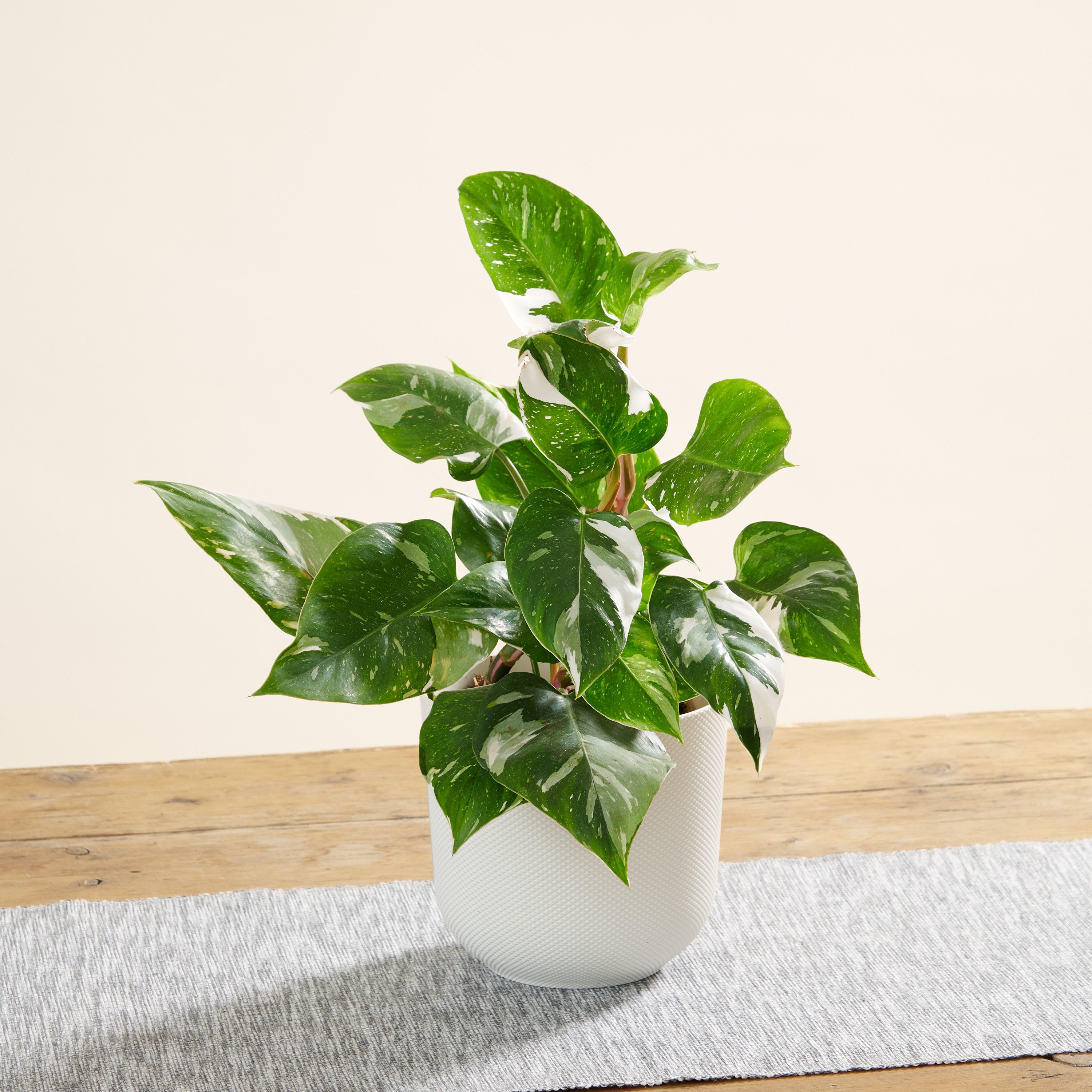 Philodendron 'White Princess' – ruuds