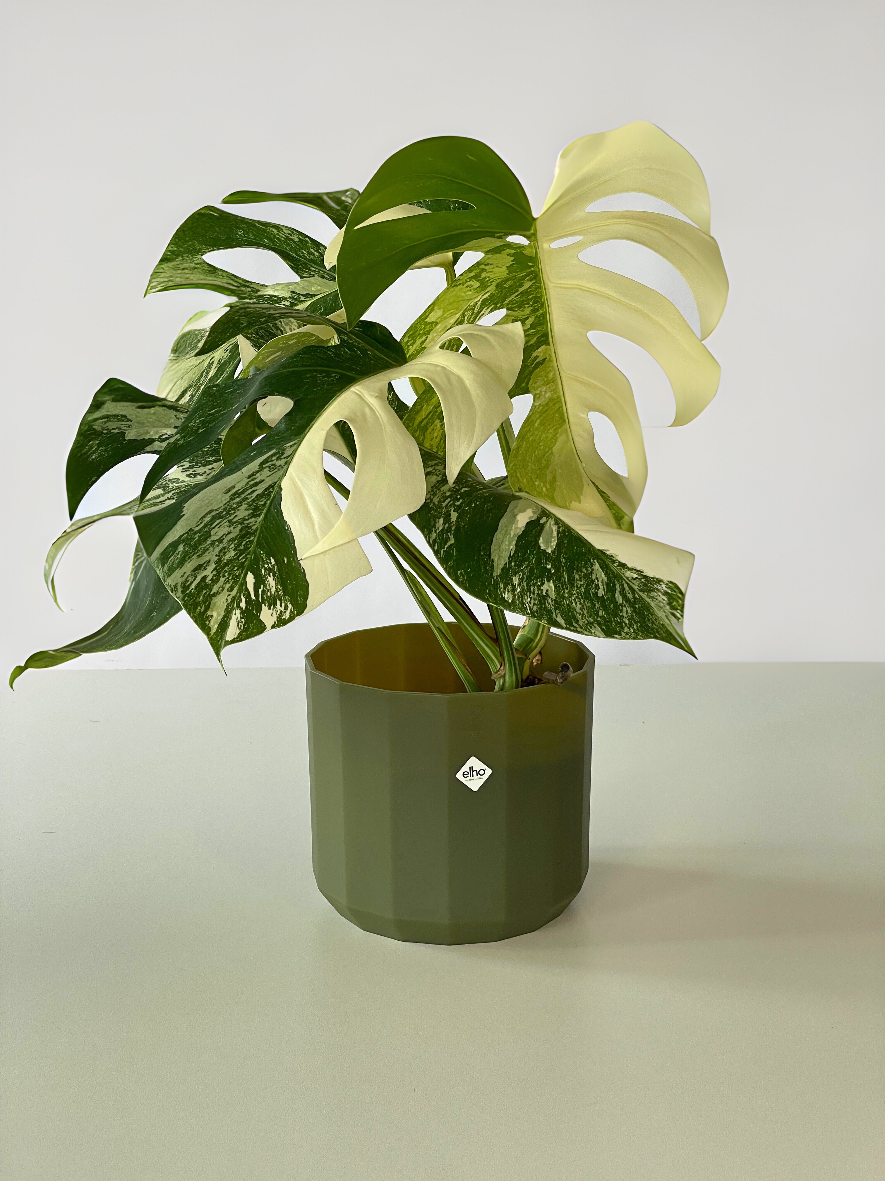 monstera direkt in übertopf Übertopf Indoor 'facet rund' – ruuds