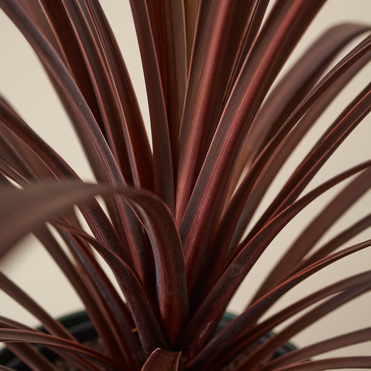 Keulenlilie Red Star