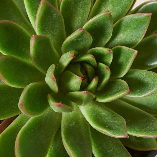 Echeveria