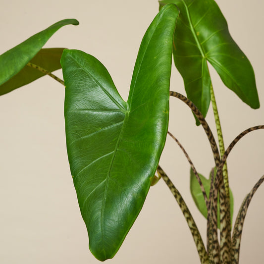 Elefantenohr Zebrina