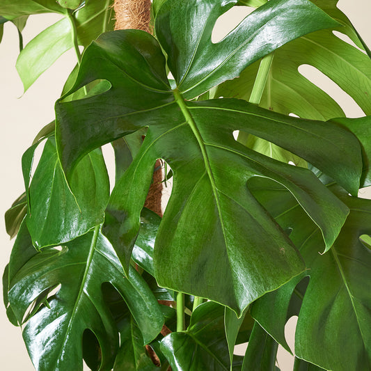 Monstera am Moosstab