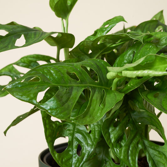 Monstera Leichtlinii