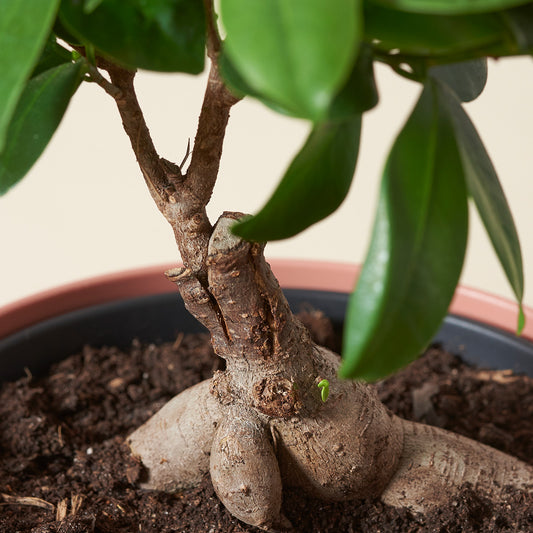 Ficus Bonsai Ginseng