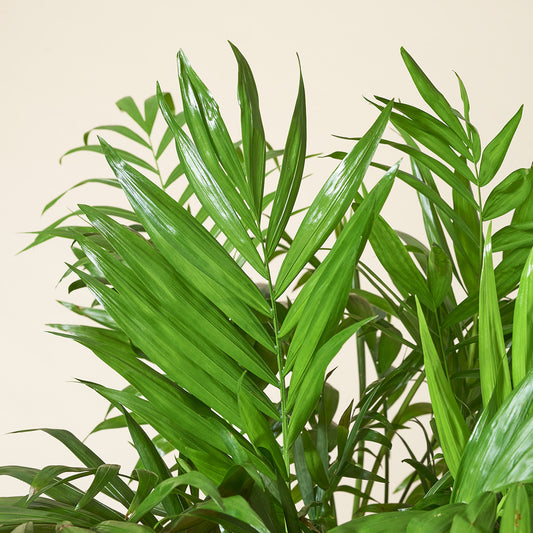 Mexikanische Bergpalme