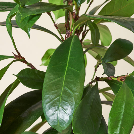 Afrikanischer Feigenbaum