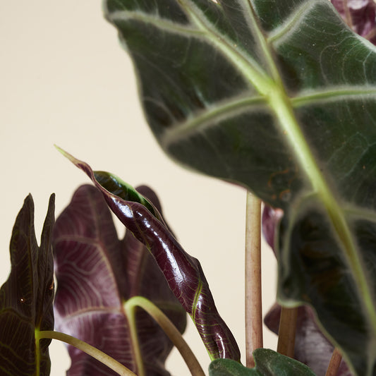 Alocasie 'Polly'