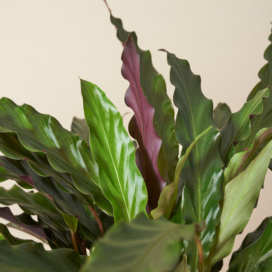 Furry Feather (purple)