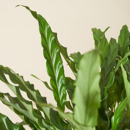 Furry Feather (grün)