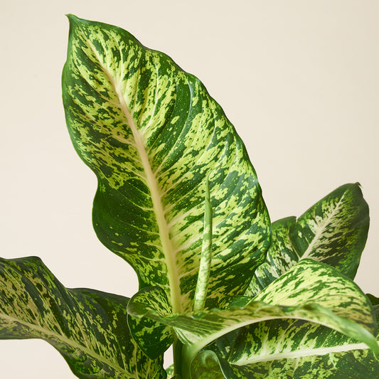 Dieffenbachia