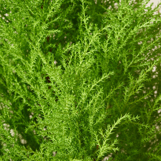 Zimmerzypresse Goldcrest