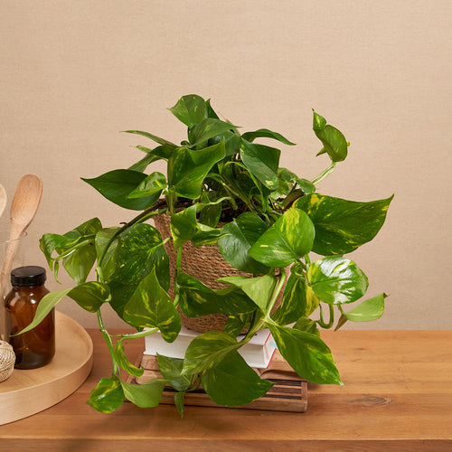 Easy-to-care Bundle - Strelitzie, Efeutute, Bogenhanf Laurentii