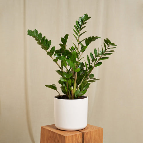 Easy-to-care Bundle - Glücksfeder, Monstera, Bogenhanf Laurentii