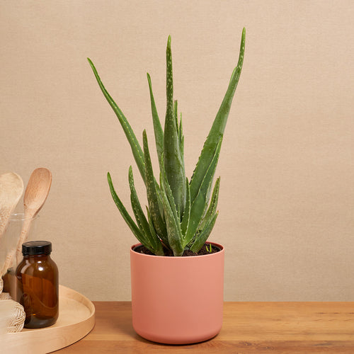 Easy-to-care Bundle - Strelitzie, Glücksfeder, Aloe Vera