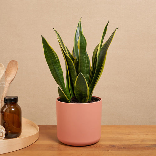 Easy-to-care Bundle - Strelitzie, Bogenhanf Laurentii