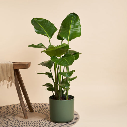 Easy-to-care Bundle - Strelitzie, Bogenhanf Laurentii