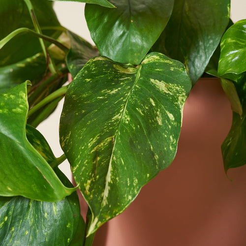 Easy-to-care Bundle - Strelitzie, Efeutute, Bogenhanf Laurentii