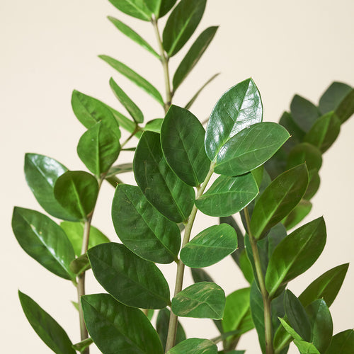 Easy-to-care Bundle - Glücksfeder, Monstera, Bogenhanf Laurentii