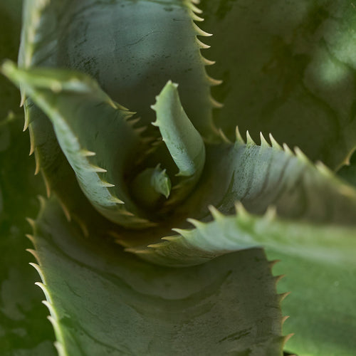 Easy-to-care Bundle - Strelitzie, Glücksfeder, Aloe Vera