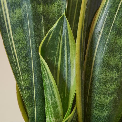 Easy-to-care Bundle - Strelitzie, Efeutute, Bogenhanf Laurentii