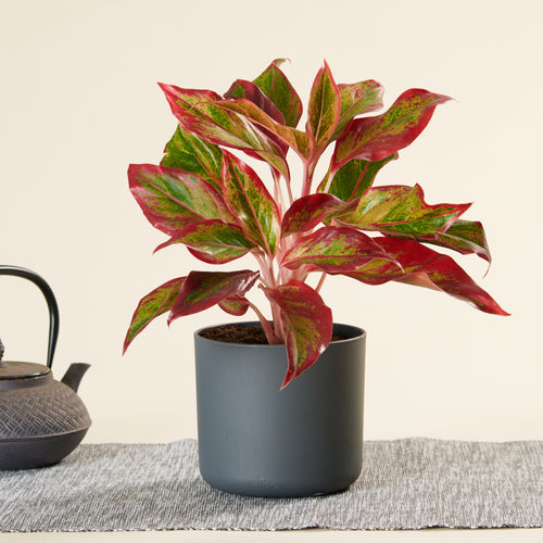 aglaonema kolbenfaden Kolbenfaden 'Crete Flame' – ruuds