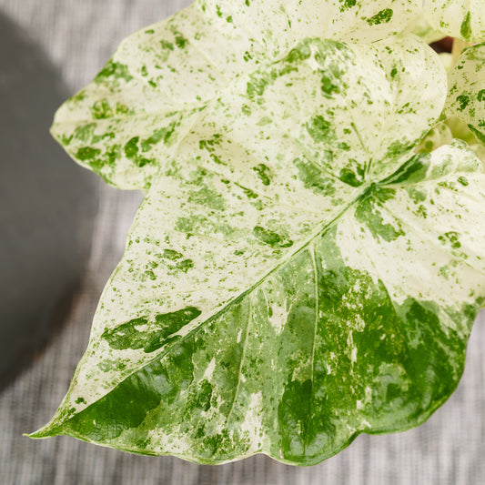 Alocasia 'Camouflage'