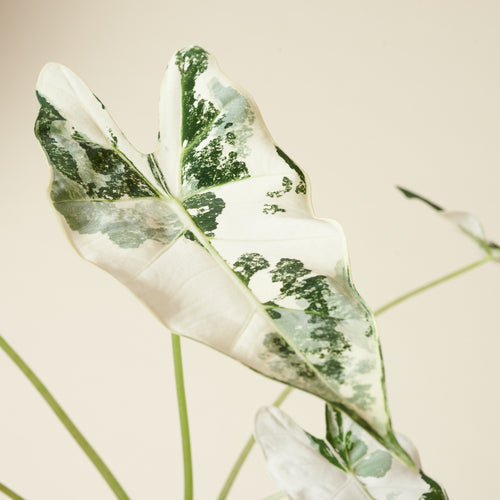 Alocasia Variegata 'Frydek'