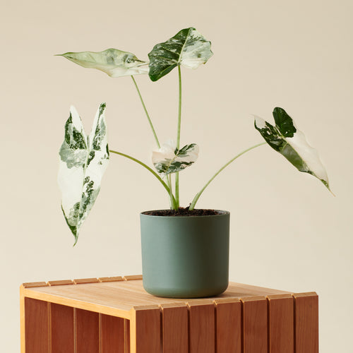 Alocasia Variegata 'Frydek'