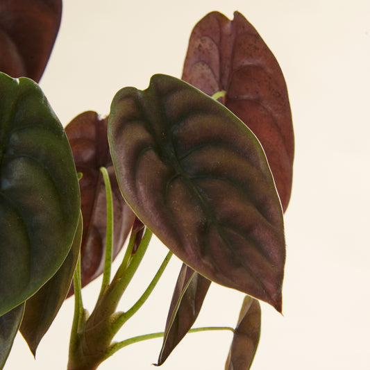 Alocasia cuprea 'Red Secret'