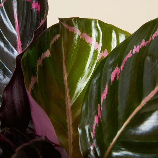 Korbmarante - Calathea 'Dottie'