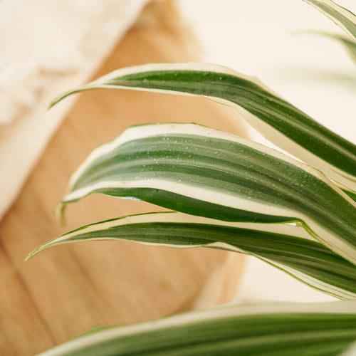 Drachenbaum White Stripes