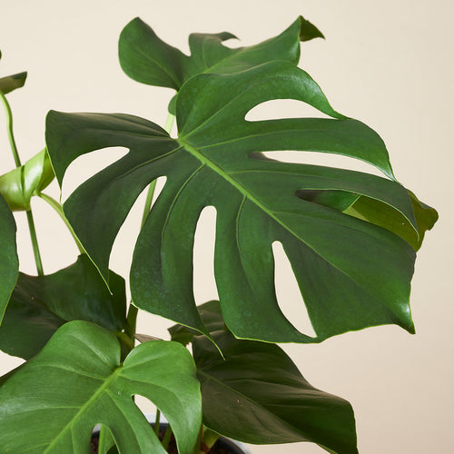 Easy-to-care Bundle - Glücksfeder, Monstera, Bogenhanf Laurentii