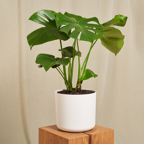 Easy-to-care Bundle - Glücksfeder, Monstera, Bogenhanf Laurentii