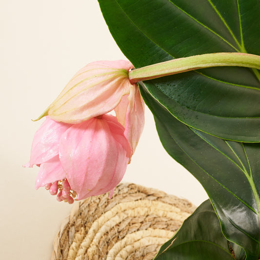 Medinilla Magnifica