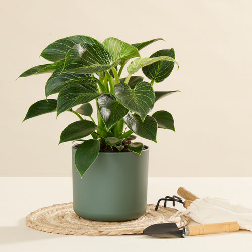 philodendron baumfreund Baumfreund White Measure – ruuds